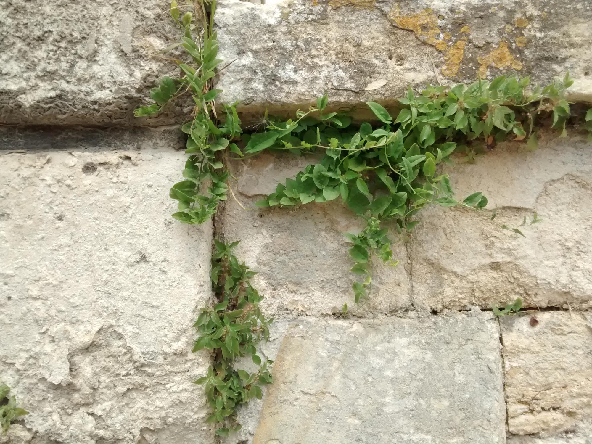 La naturaleza siempre se esfuerza por salir adelante